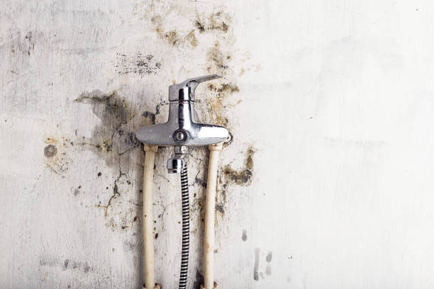 Wilmington, DE Mold Removal Company