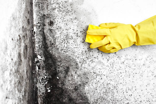 Best Attic Mold Removal  in Wilmington, DE