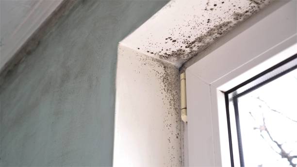 Best Certified Mold Removal  in Wilmington, DE
