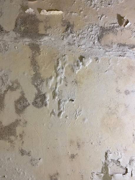 Best Crawl Space Mold Removal  in Wilmington, DE