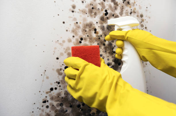Mold Testing and Removal in Wilmington, DE
