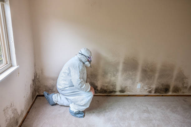 Best Residential Mold Removal  in Wilmington, DE