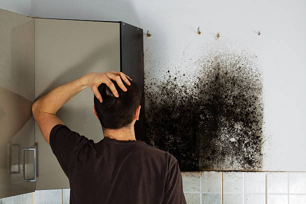 Best Black Mold Removal  in Wilmington, DE