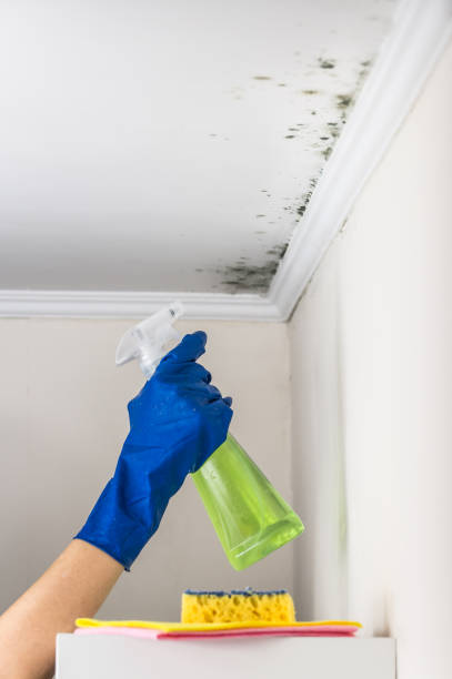 Best Toxic Mold Removal  in Wilmington, DE